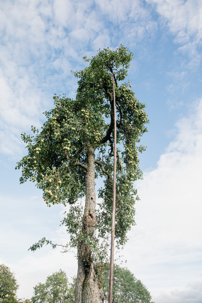 Blick auf einen Hochstamm-Birnbaum in Fatschenbrunn im Steigerwald, mit einem Schüttelhaken, der zum Ernten der Birnen verwendet wird.